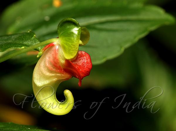 Green-Flowered Balsam