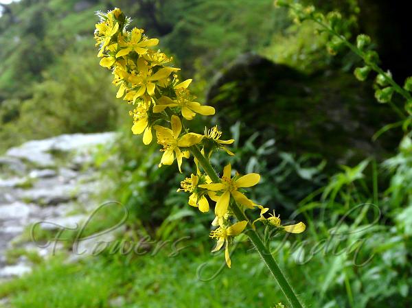 Hairy Agrimony