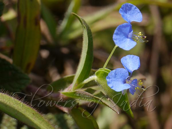 Hairy Dayflower