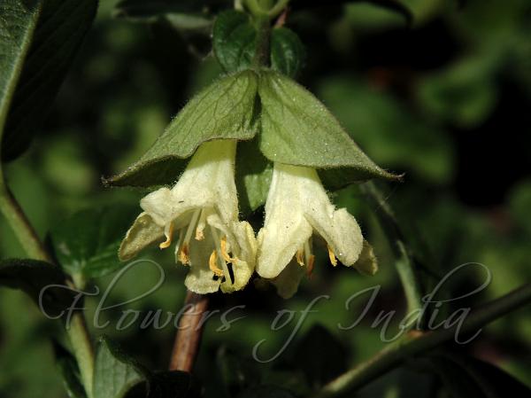 Hairy Honeysuckle
