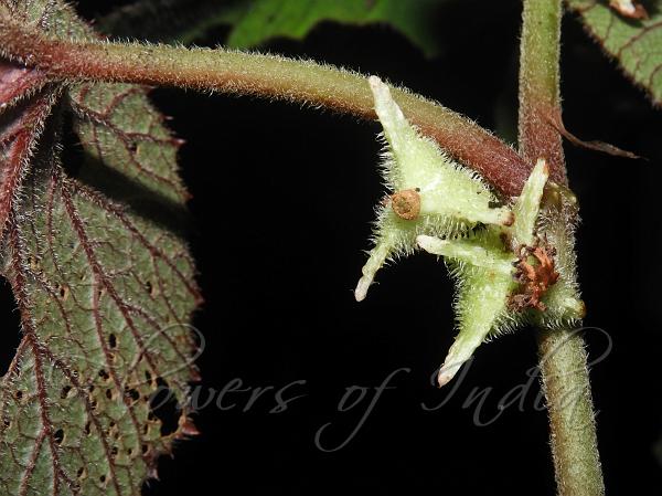 Hairy Sorrel Begonia