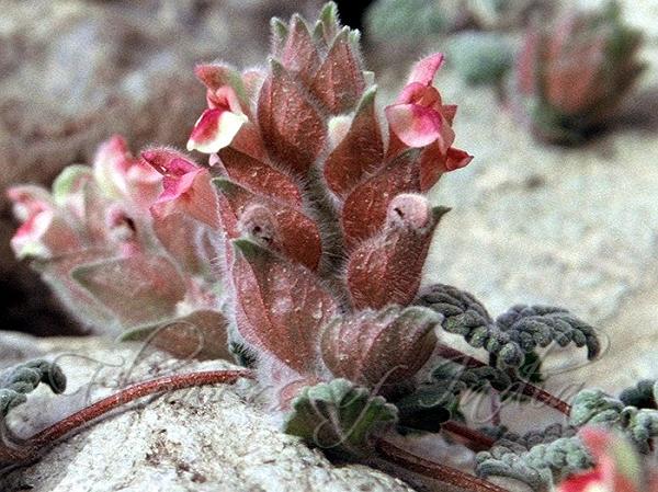 Hairy-Bract Skullcap