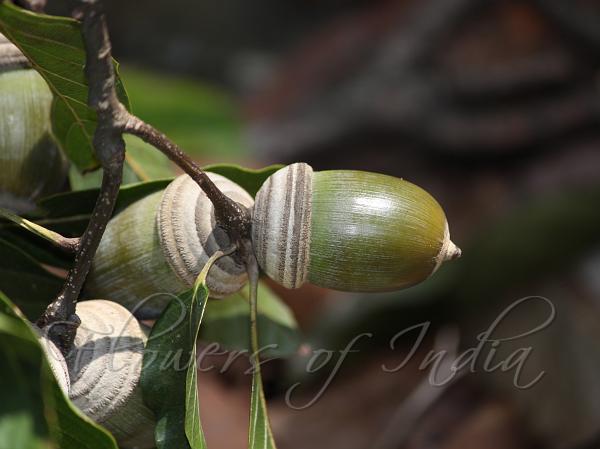 Half-Toothed-Leaf Oak