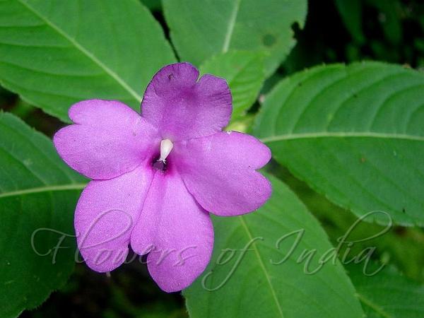 Handsome Flowered Balsam