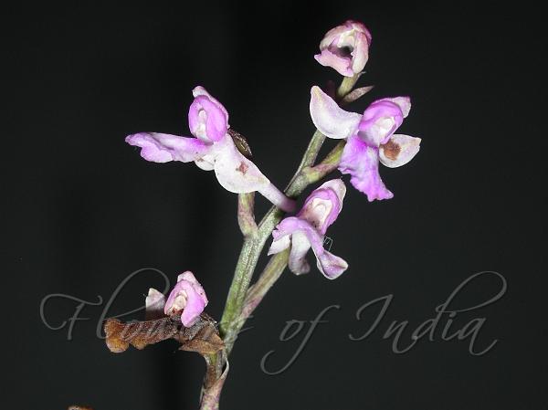 Heart-Leaf Hemipilia