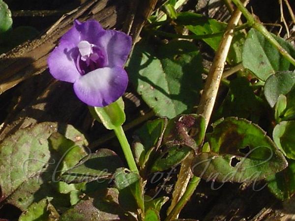 Heart-Leaf Wishbone Flower