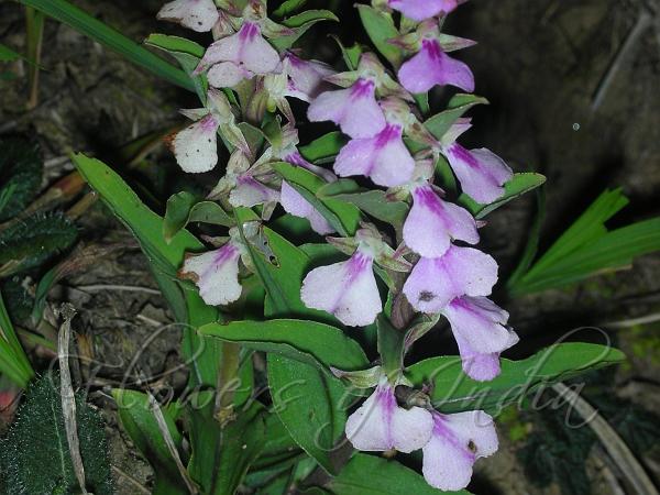 Heart-Shaped Short-Helmet Orchid