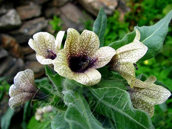 Henbane