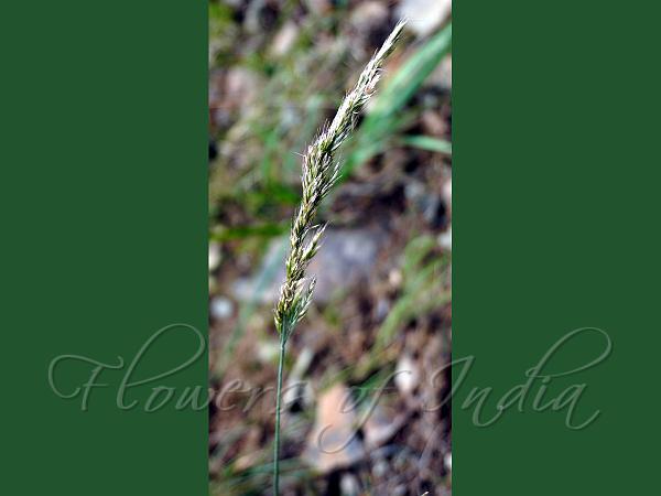 Hill Bristle Grass