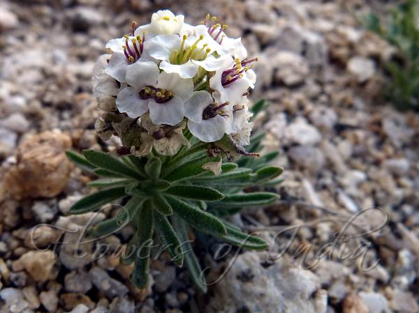 Himalayan Alyssum