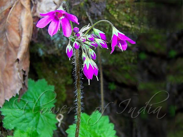 Himalayan Bell Primrose