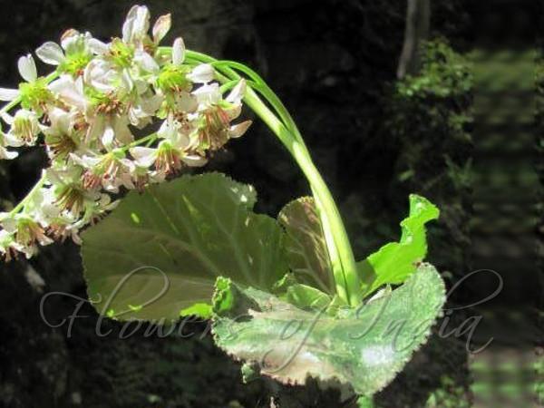 Himalayan Bergenia