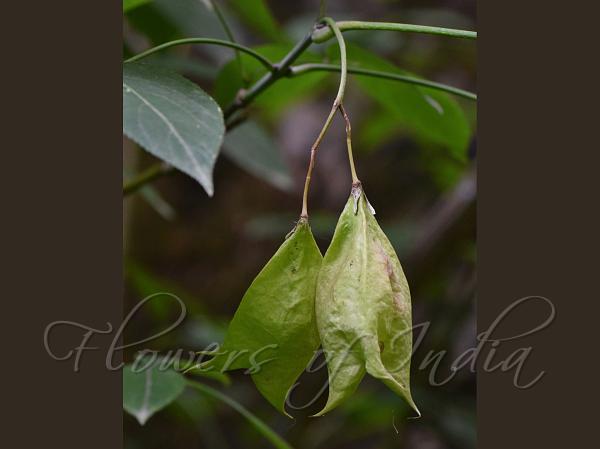 Himalayan Bladdernut