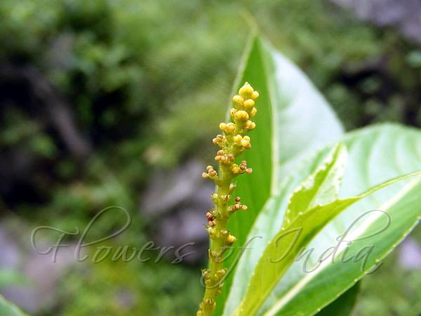Himalayan Blinding Tree