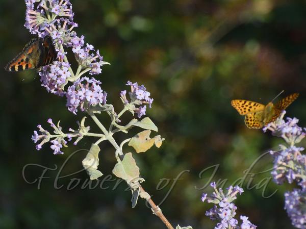 Himalayan Butterfly Bush