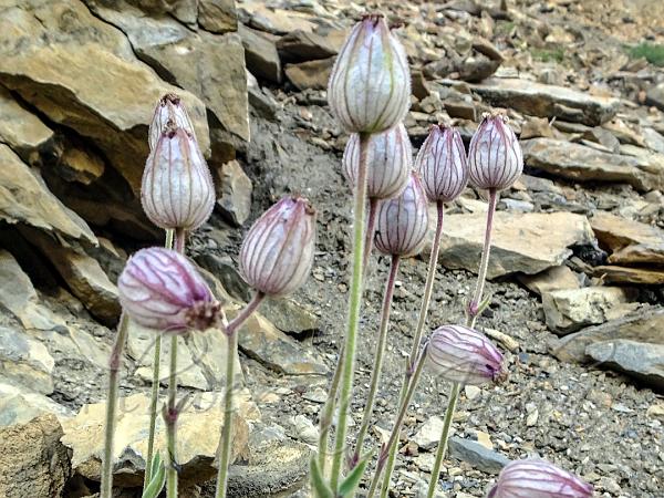 Himalayan Campion