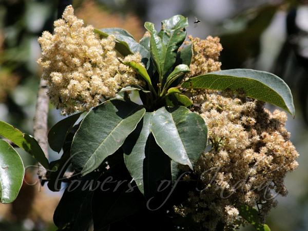 Himalayan Chokeberry