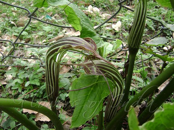 Himalayan Cobra Lily
