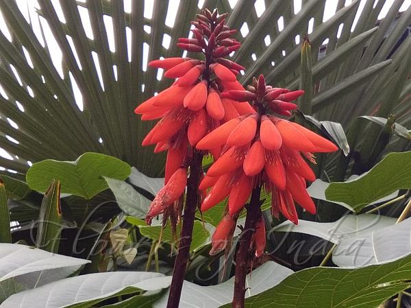 Himalayan Coral Tree