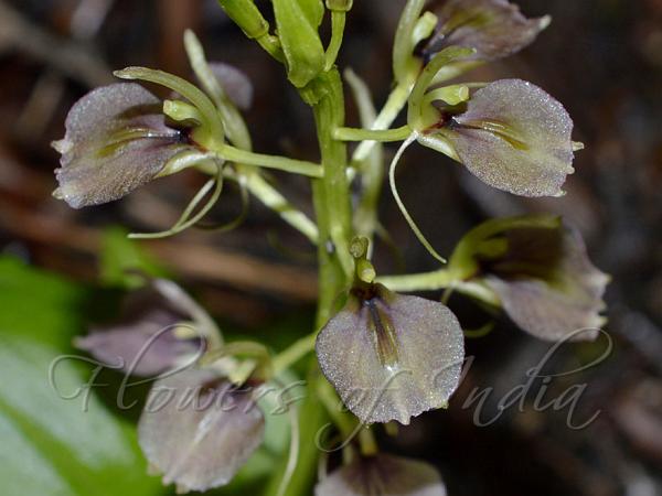 Himalayan Deep-Purple Liparis