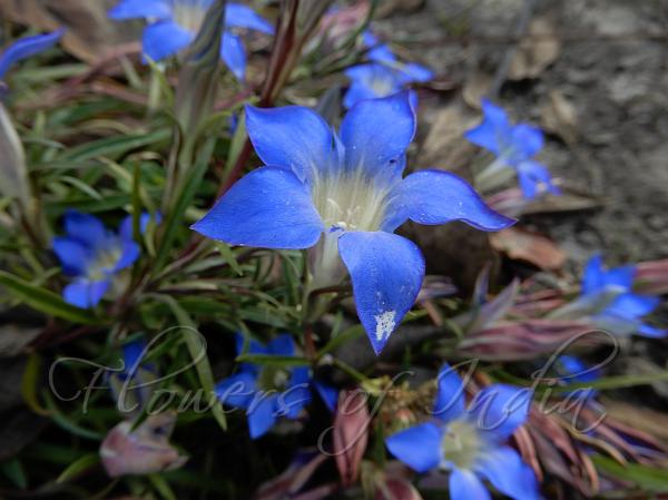 Himalayan Gentian