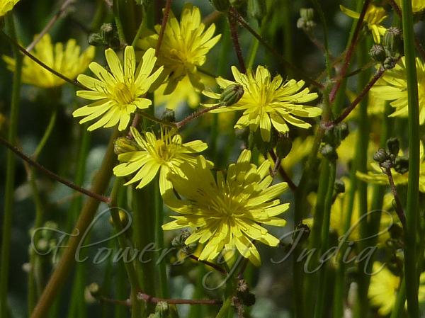Himalayan Hawksbeard
