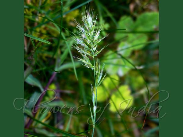 Himalayan Heathgrass