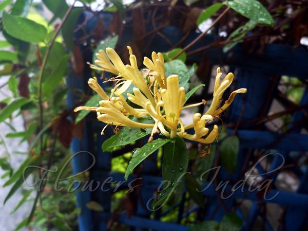Himalayan Honeysuckle