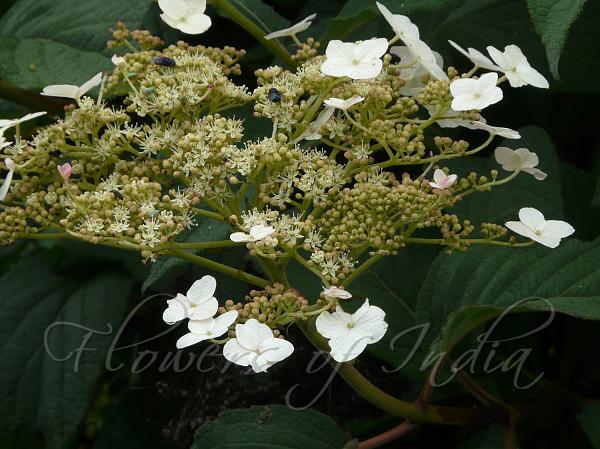 Himalayan Hydrangea