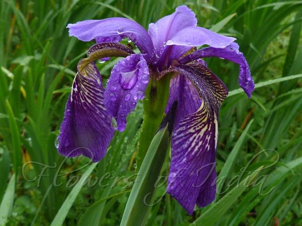 Himalayan Iris