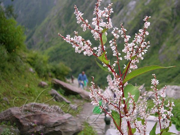 Himalayan Knotweed