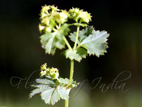 Himalayan Lady's Mantle