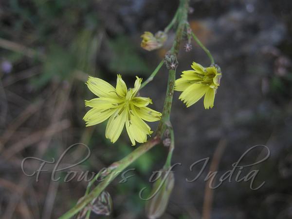 Himalayan Launaea