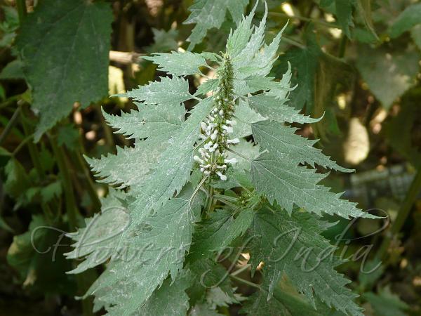 Himalayan Motherwort