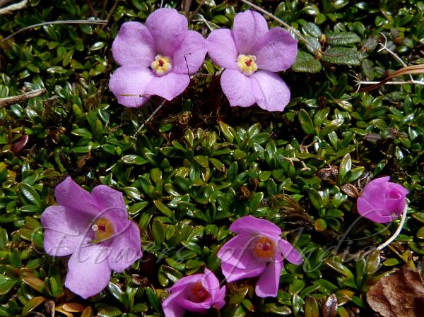 Himalayan Pincushion Plant