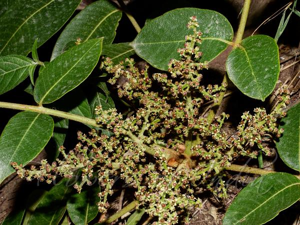 Himalayan Poison Oak