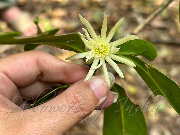 Himalayan Star Anise