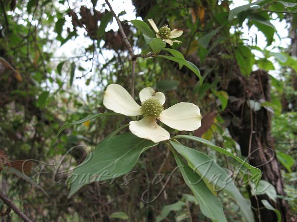 Himalayan Strawberry Tree