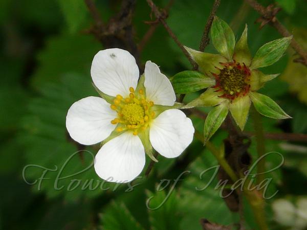Himalayan Strawberry