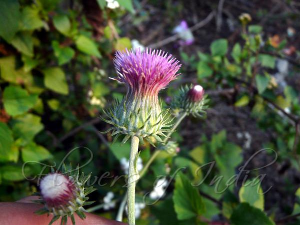 Himalayan Thornless Thistle