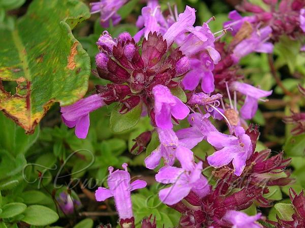 Himalayan Thyme