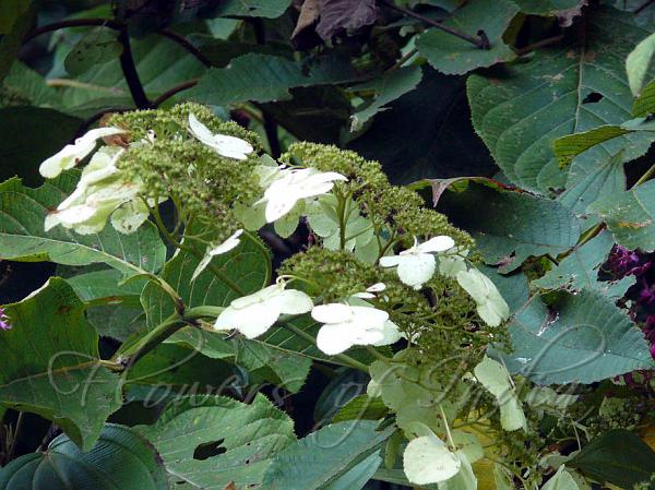 Himalayan Tree Hydrangea