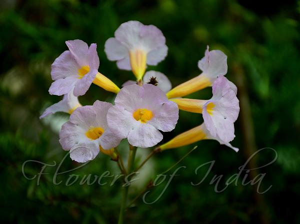 Himalayan Trumpet Flower