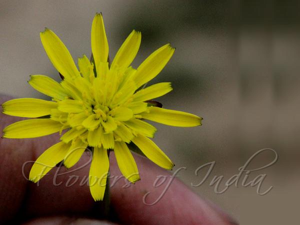 Himalayan Viper Grass