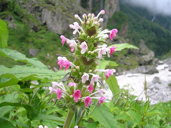 Himalayan Whorlflower