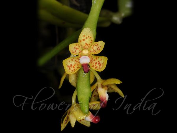 Himalayan Winged-Horn Orchid