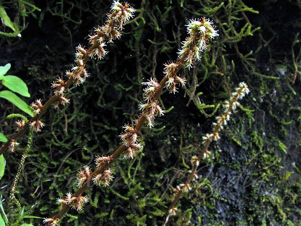 Hitchhiker Elephant Ear