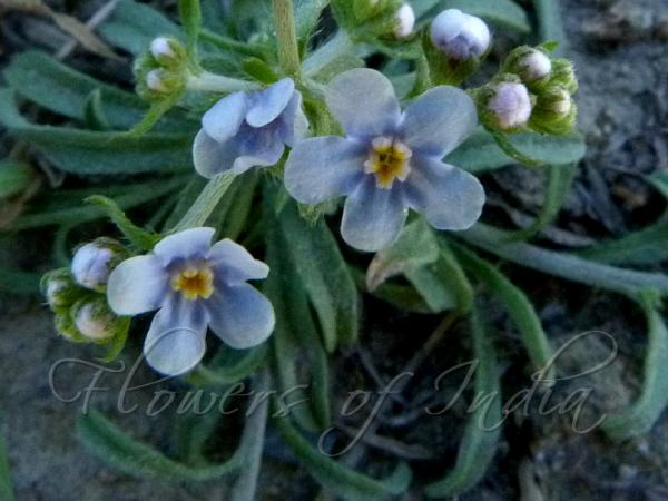 Hoary Forget-Me-Not