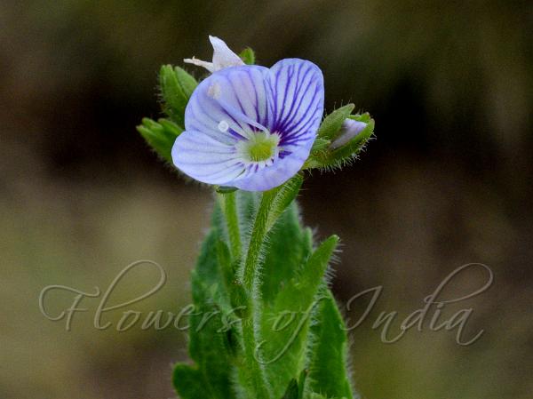 Hoary Speedwell