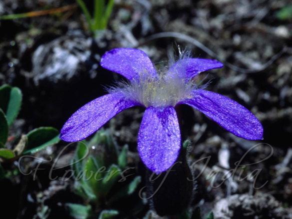 Hoary Trailing Bellflower